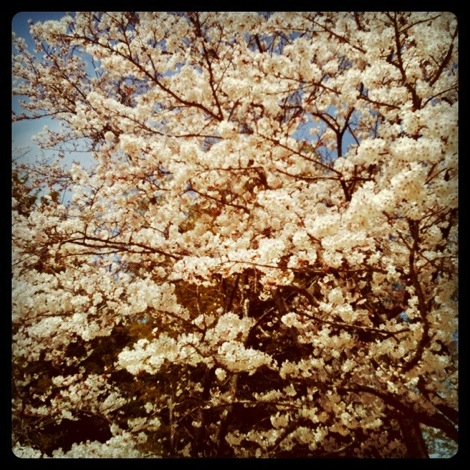 瑞松庵の桜は満開！