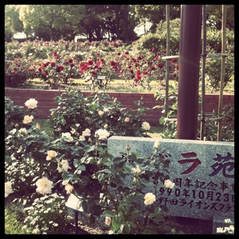 江汐公園のバラ園