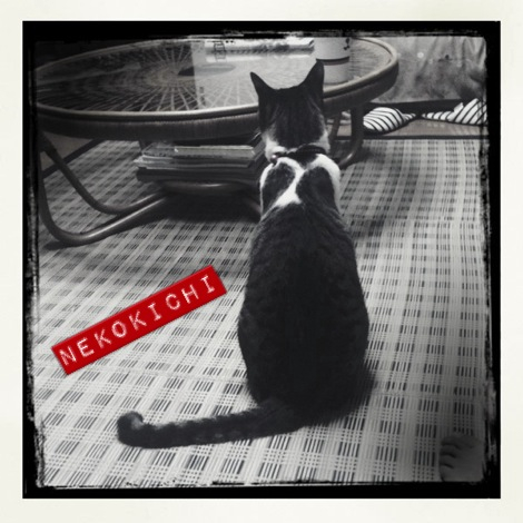 ねこ吉さんへ