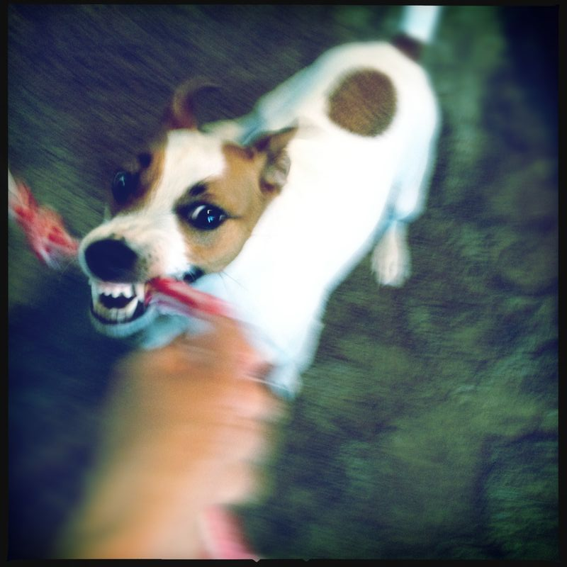 image from http://featherfiles.aviary.com/2012-05-22/f77694d11/a070b942e2ad445db6944a89a5af1b2a_hires.png