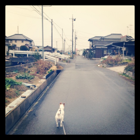 初！朝さんぽ