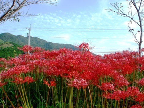 Dsc08909