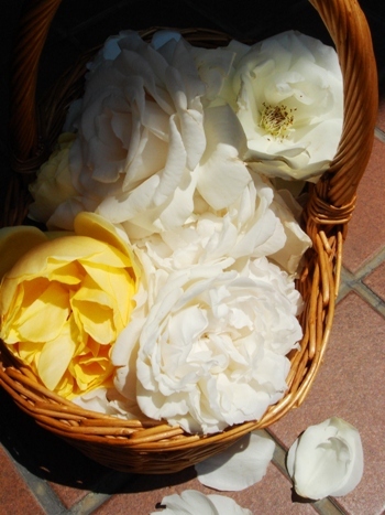 Dsc02195_2