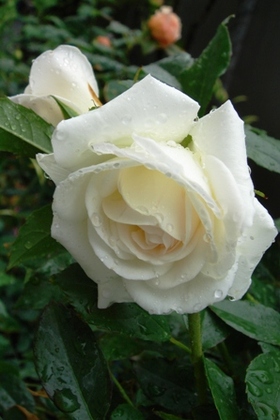 Rose510
