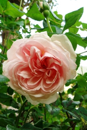 Rose5111_1