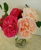 Rose5112_2