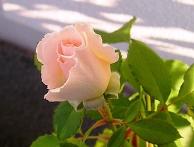 Rosem_1