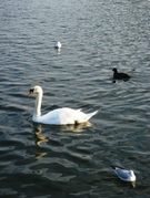 Swan_2